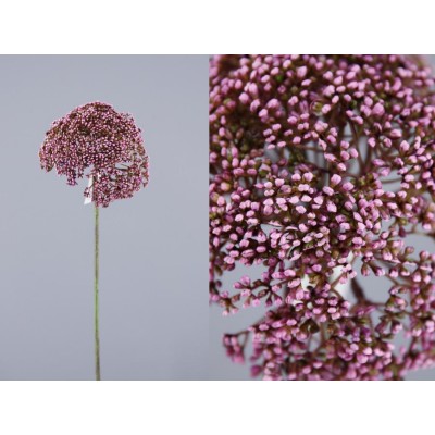 Allium artificial anethum lila