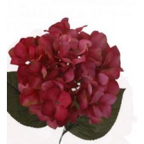 Hortensia toc ciclamen/purpura
