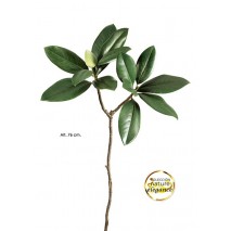 Magnolia 58cm crema
