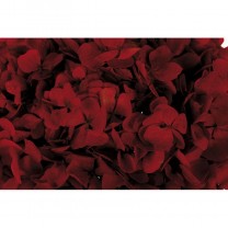 Hortensia preservada sin tallo 14x7cm aprox. burdeos