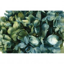 Hortensia preservada sin tallo 14 x 7 cm aprox. azulina lavado