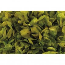 Hortensia preservada sin tallo 14 x 7 cm aprox. verde pistacho