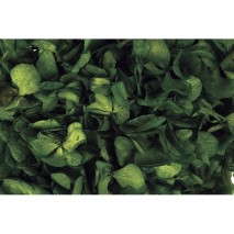 Hortensia preservada sin tallo 14 x 7 cm aprox. verde cacería +