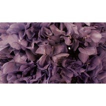 Hortensia preservada sin tallo 14 x 7 cm aprox. lila lavado