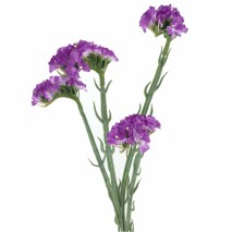 Statice 63 cm lila