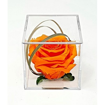 Cabeza de rosa preservada d. 4,5 cm en caja metacrilato 6 x 6 x 6 cm naranja