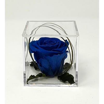 Cabeza de rosa preservada d. 4,5 cm en caja metacrilato 6 x 6 x 6 cm azul