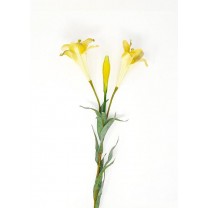 Lilium longiflorum artificial x 2 flores 70cm amarillo