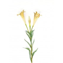Lilium longiflorum x 2 flores 70 cm marrón