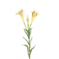 Lilium longiflorum artificial x 2 flores 70cm marrón