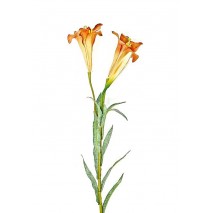 Lilium longiflorum x 2 flores 70 cm caldera