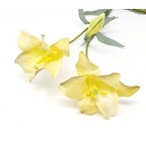 Lilium longiflorum x 2 flores 70 cm amarillo