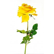Rosa abierta artificial 80 cm amarilla