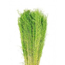 Munni grass seco 75g 60cm verde pistacho