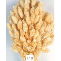 Phalaris seco 150g 60cm amarillo lavado