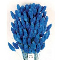 Phalaris seco 60cm azulina