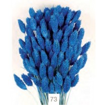 Phalaris seco 80cm azulina