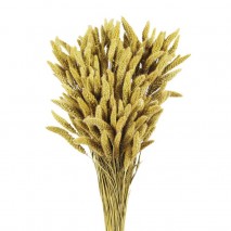 Setaria seca 150g 75cm natural