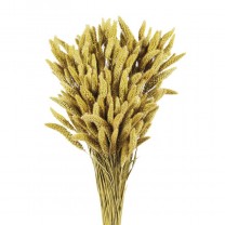 Setaria seca 75cm natural