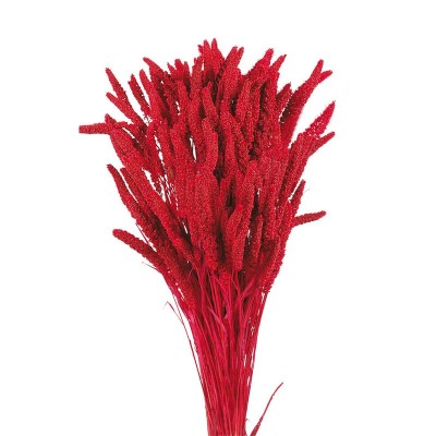Setaria seca 150g 75cm roja