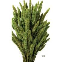 Setaria seca 75cm verde