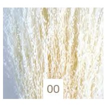 Star grass seco 100g 60cm aprox blanco