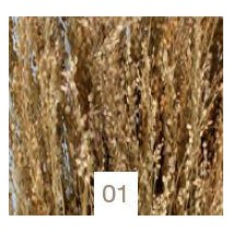 Star grass seco 100g 60cm aprox natural
