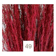 Star grass seco 100g 60cm aprox