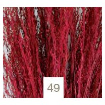 Star grass seco 100gr 60cm aprox grosella