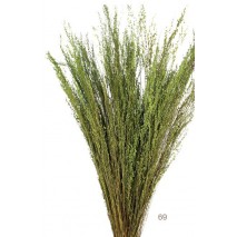 Star grass seco 100g 60cm aprox verde