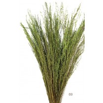Star grass seco 100gr 60cm aprox verde