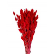 Lagurus seco 40 gramos 60cm rojo