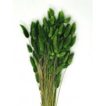 Lagurus seco 40 gramos 60cm verde caceria