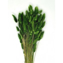 Lagurus seco 40 gramos 60cm verde cacería