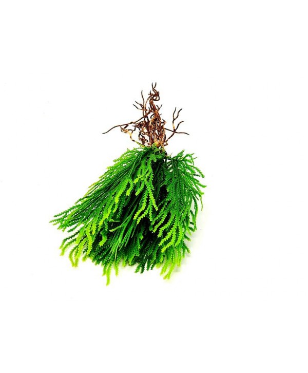 Planta artificial mini d 10cm hierba c/raíces verde plástico Alt 22cm