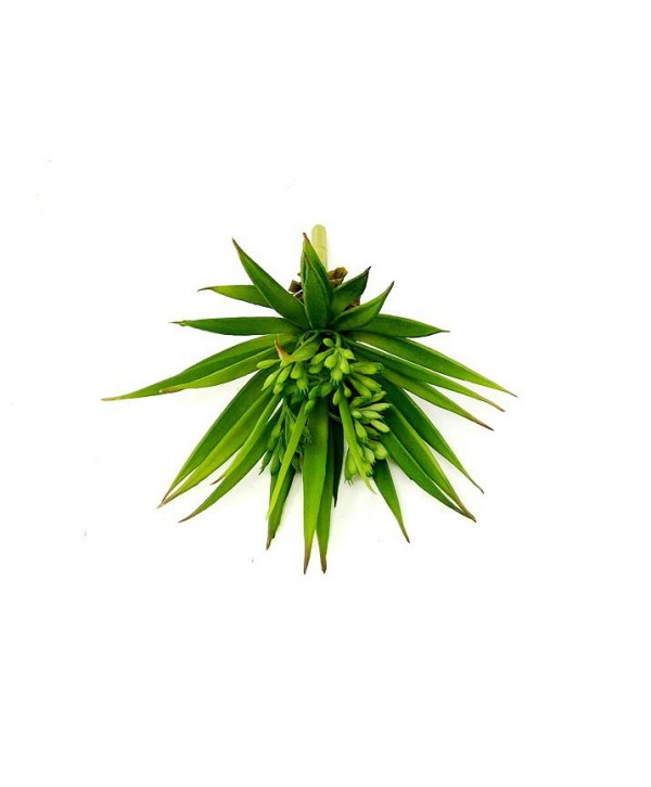 Planta artificial mini d 14cm pita verde plástico Alt 18cm