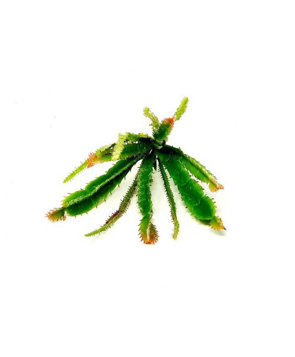 Planta artificial mini d 12cm cactu verde Alt 25cm