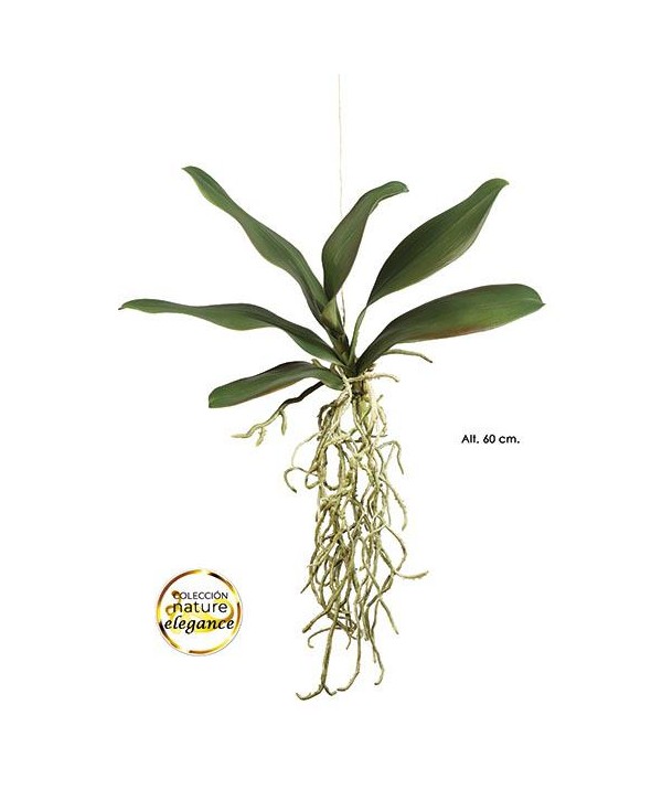 Hoja orquídea phalaenopsis 6 h ver raíz x 60cm