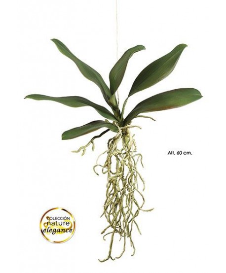 Hoja orquídea phalaenopsis 6 h.ver+raíz x 60cm