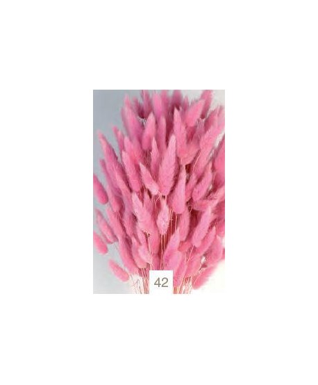 Lagurus seco 80g 60cm rosa malva
