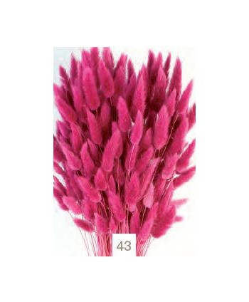 Lagurus seco 80g 60cm rosa malva intenso