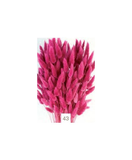 Lagurus seco 80g 60cm rosa malva intenso
