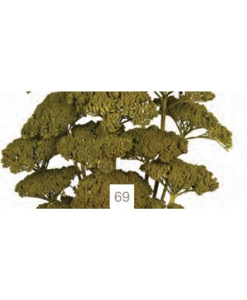 Achillea filipendulina seca 70cm d 3-7cm verde oliva