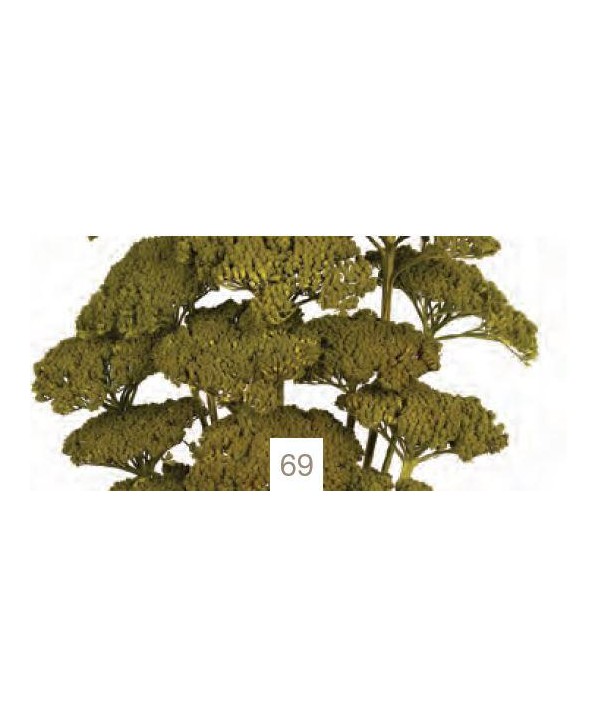 Achillea filipendulina seca 70cm d 3-7cm verde oliva