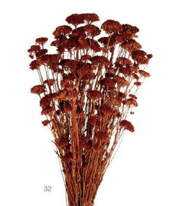 Achillea silvestre seca 150g 60cm marrón