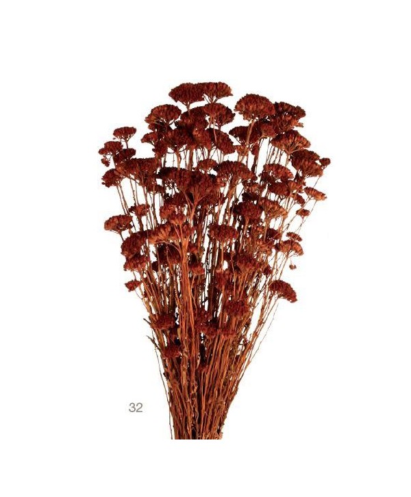 Achillea silvestre seca 150g 60cm marrón