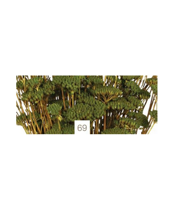 Achillea silvestre seca 150g 60cm verde oliva