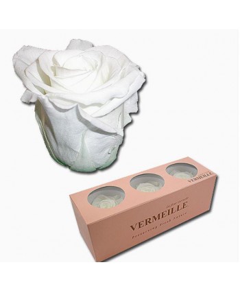 Caja  3 rosas preservadas cabeza d 5 5-6 5cm Alt 4 8-5 2cm blanca