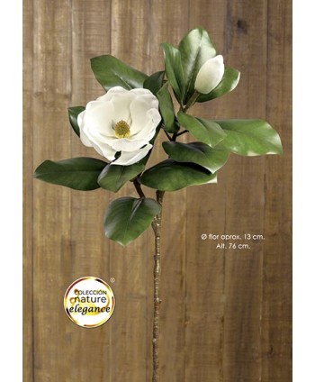 Magnolia supernatural x 2 d 13cm Alt 76cm crema