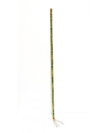 Bambú plástico d.1,2cm s/brote  90 cm con raíces